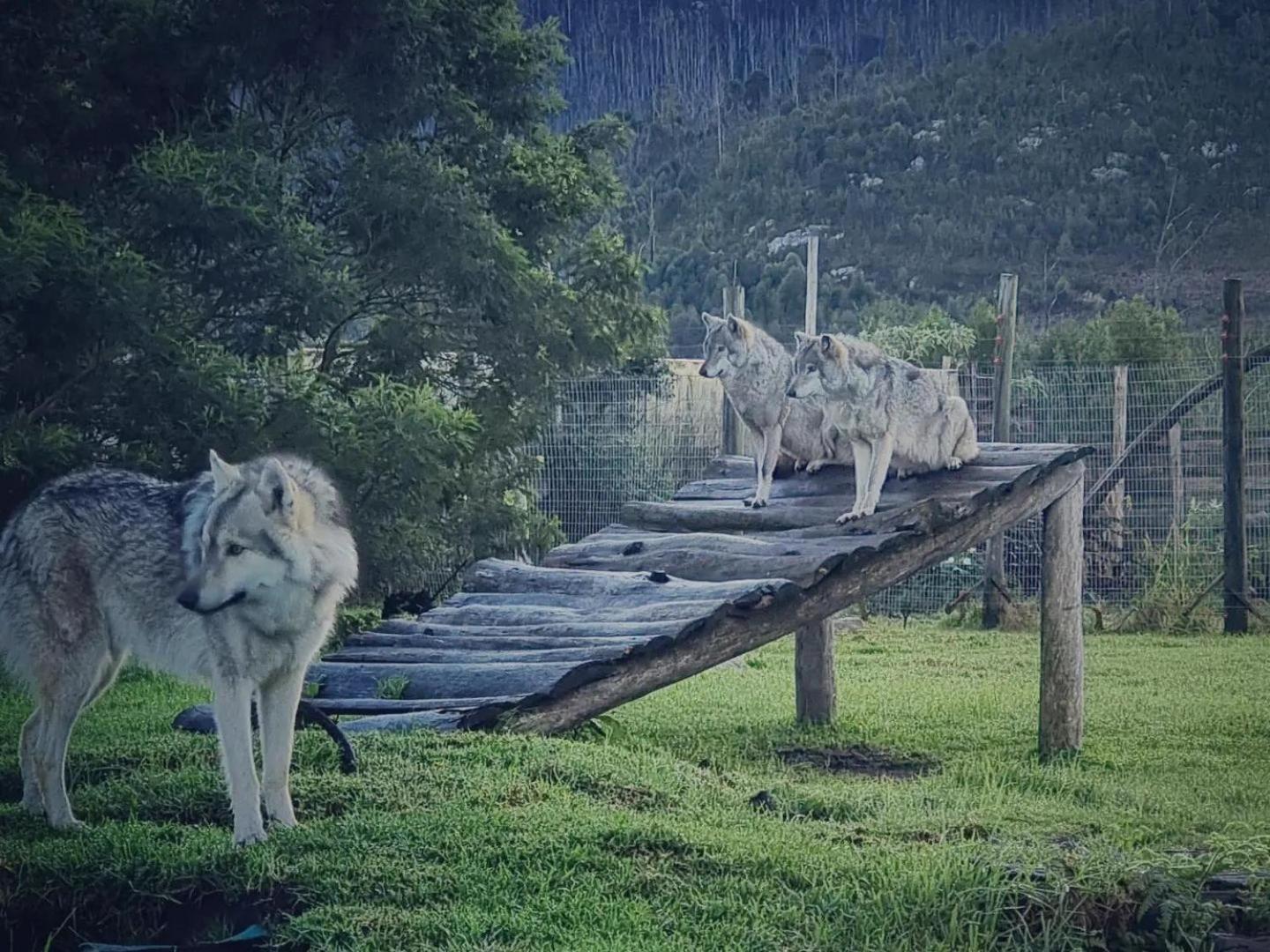 Tsitsikamma Wolf Sanctuary Eco Cabins & Teepees Stormsrivier Extérieur photo