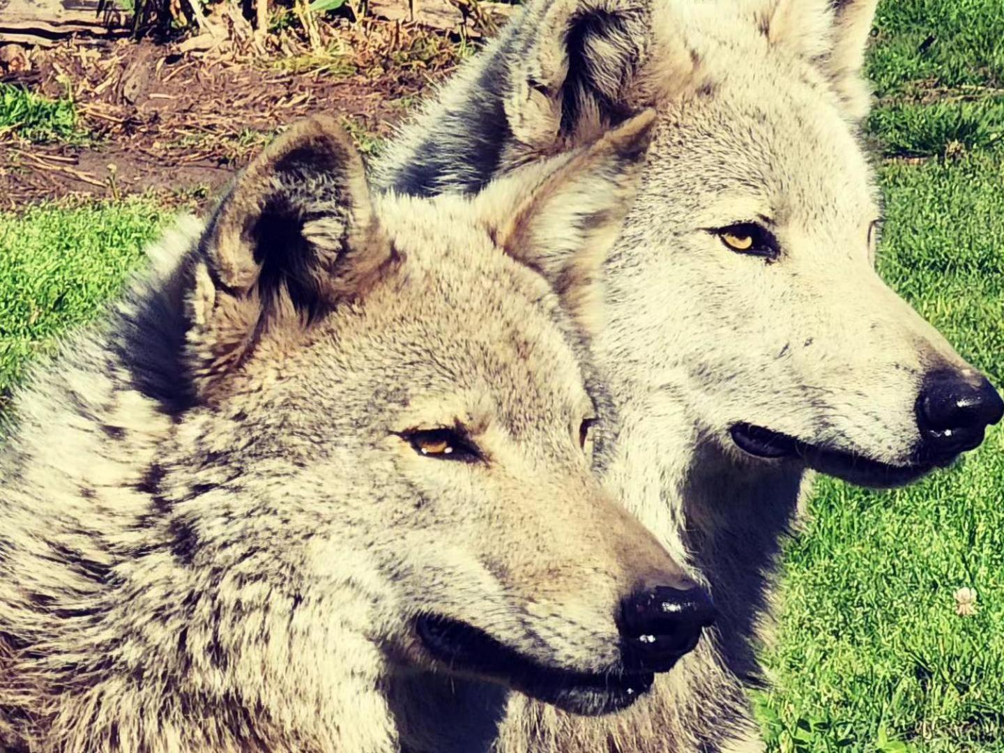 Tsitsikamma Wolf Sanctuary Eco Cabins & Teepees Stormsrivier Extérieur photo