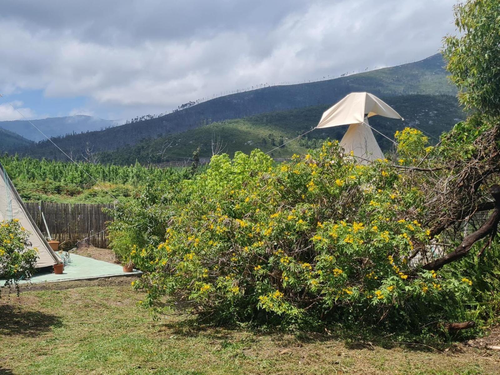 Tsitsikamma Wolf Sanctuary Eco Cabins & Teepees Stormsrivier Chambre photo